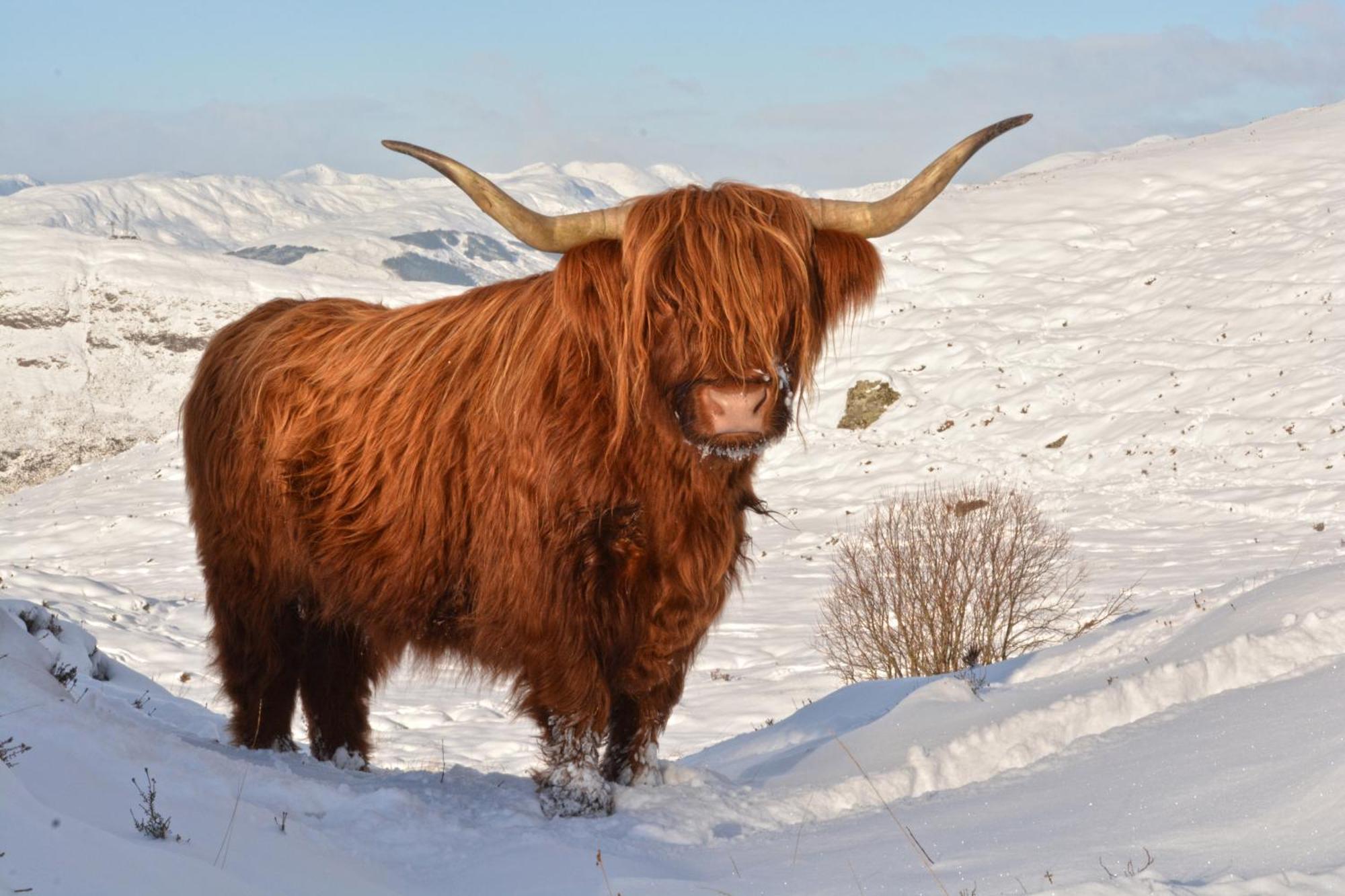 Shepherds Rest Fort William Esterno foto